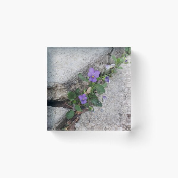 Item preview, Purple Pavementplant Pansies designed and sold by concretebotany.