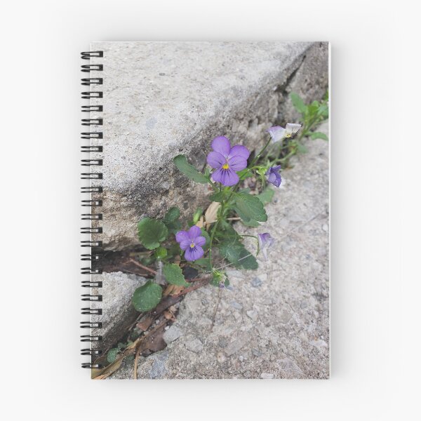 Item preview, Purple Pavementplant Pansies designed and sold by concretebotany.