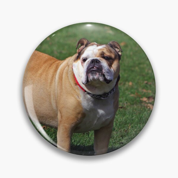 Item preview, Cute Chunky Bulldog designed and sold by VanGaldo.