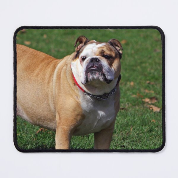 Item preview, Cute Chunky Bulldog designed and sold by VanGaldo.