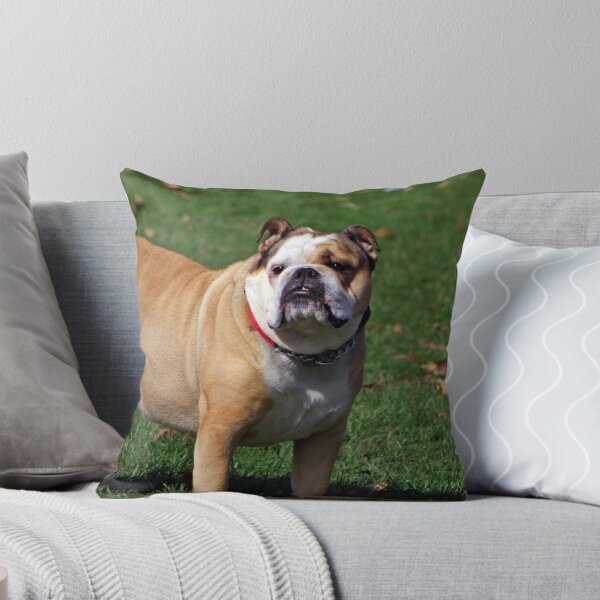 Item preview, Cute Chunky Bulldog designed and sold by VanGaldo.