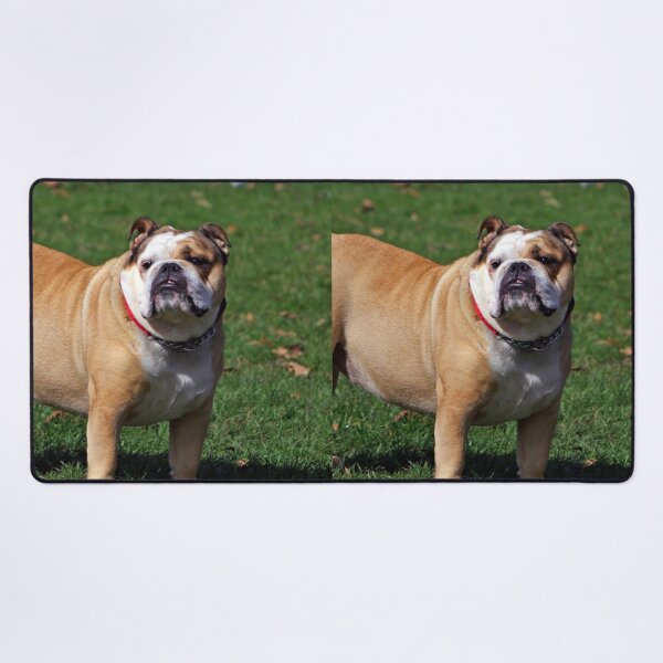 Item preview, Cute Chunky Bulldog designed and sold by VanGaldo.