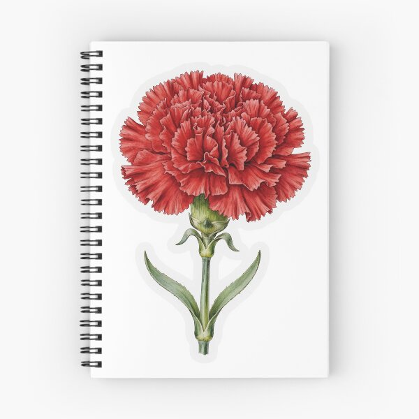 Item preview, Single Red Carnation Illustration | Romantic Floral Sticker designed and sold by FineLineBotanical .