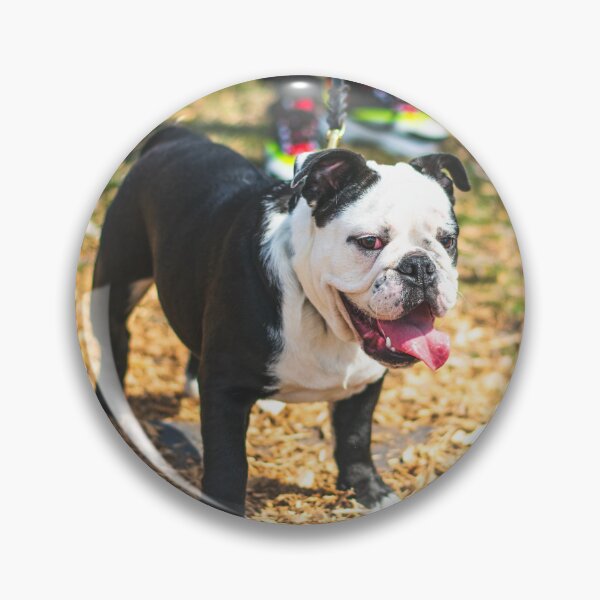 Item preview, Charming Looking Bulldog designed and sold by VanGaldo.
