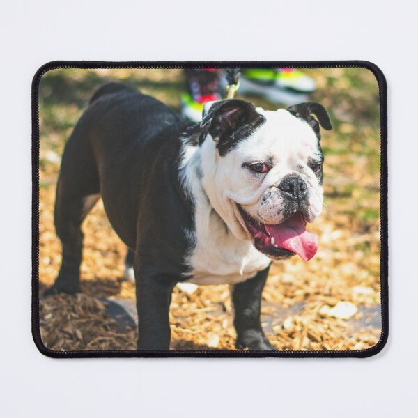 Item preview, Charming Looking Bulldog designed and sold by VanGaldo.