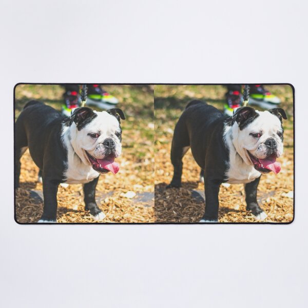 Item preview, Charming Looking Bulldog designed and sold by VanGaldo.