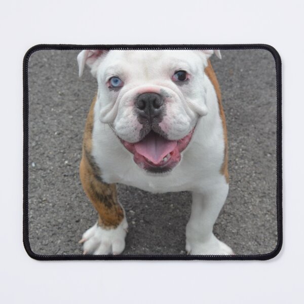 Item preview, English Bulldog Puppy with Heterochromia designed and sold by VanGaldo.