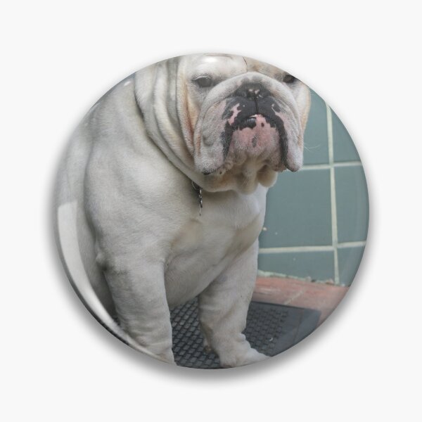 Item preview, White English Bulldog Sitting by a Doorway designed and sold by VanGaldo.