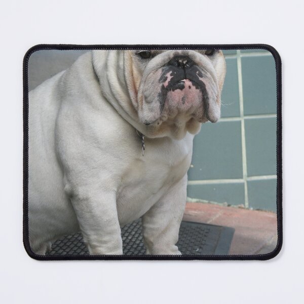 Item preview, White English Bulldog Sitting by a Doorway designed and sold by VanGaldo.