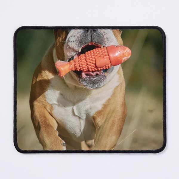 Item preview, English Bulldog Running with Orange Fish Toy designed and sold by VanGaldo.