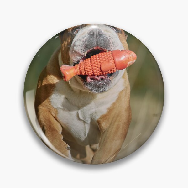 Item preview, English Bulldog Running with Orange Fish Toy designed and sold by VanGaldo.