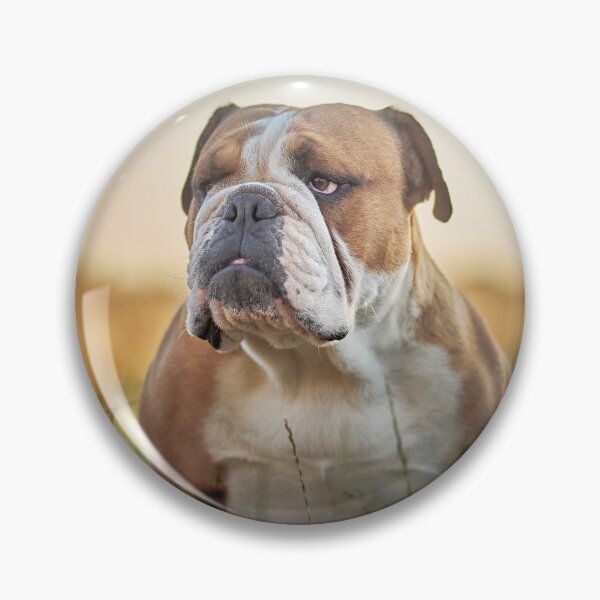 Item preview, English Bulldog Portrait at Sunset designed and sold by VanGaldo.