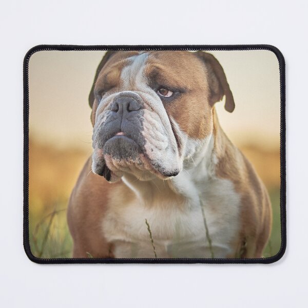 Item preview, English Bulldog Portrait at Sunset designed and sold by VanGaldo.