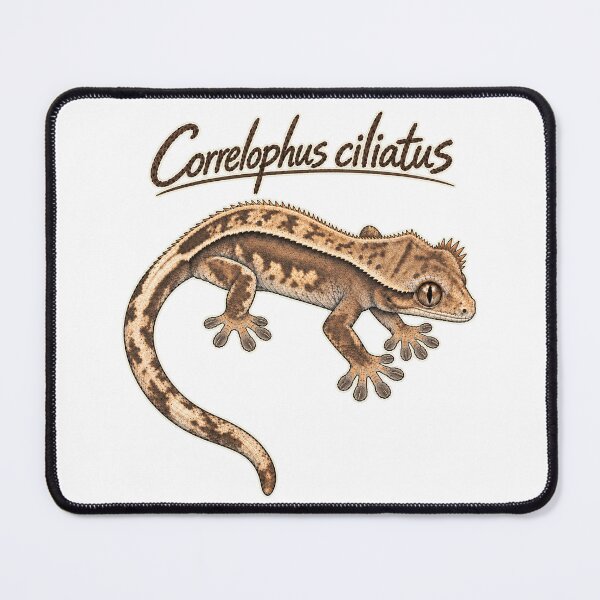 Item preview, Crested Gecko Scientific Sketch – Correlophus ciliatus designed and sold by threadandfangs.