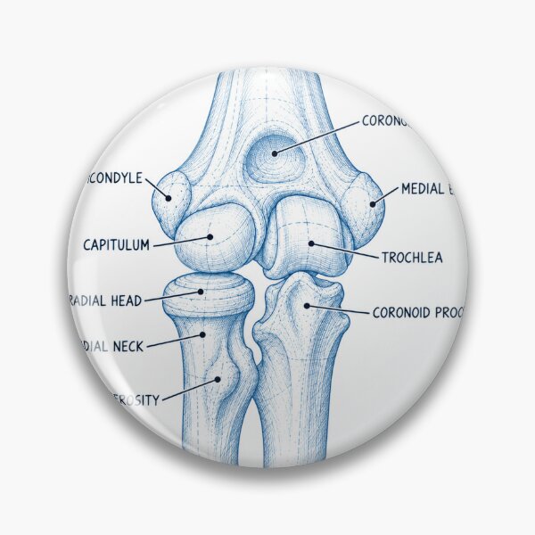 Item preview, Anatomy Elbow Forearm Blueprint Physical Therapy Sticker designed and sold by isokinetic.