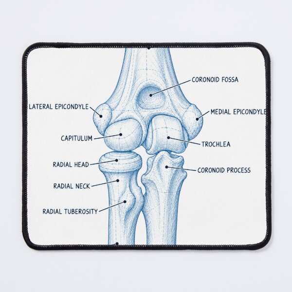 Item preview, Anatomy Elbow Forearm Blueprint Physical Therapy Sticker designed and sold by isokinetic.