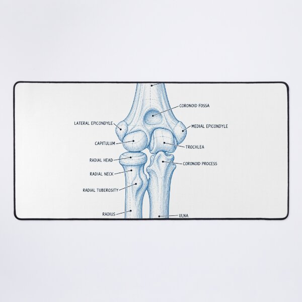 Item preview, Anatomy Elbow Forearm Blueprint Physical Therapy Sticker designed and sold by isokinetic.