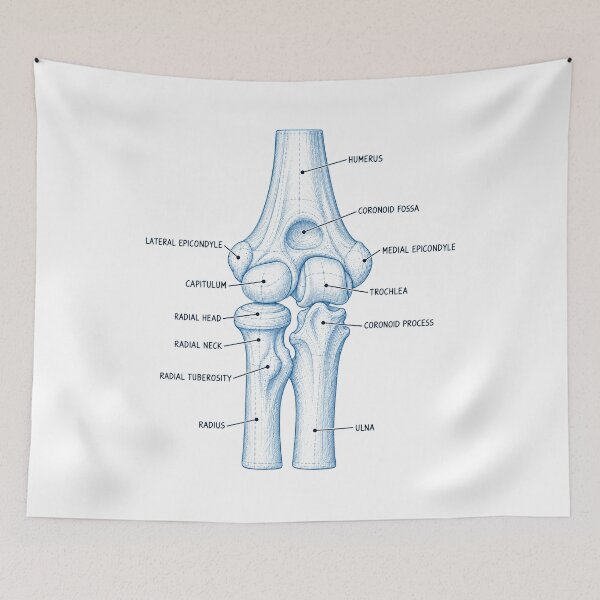 Item preview, Anatomy Elbow Forearm Blueprint Physical Therapy Sticker designed and sold by isokinetic.