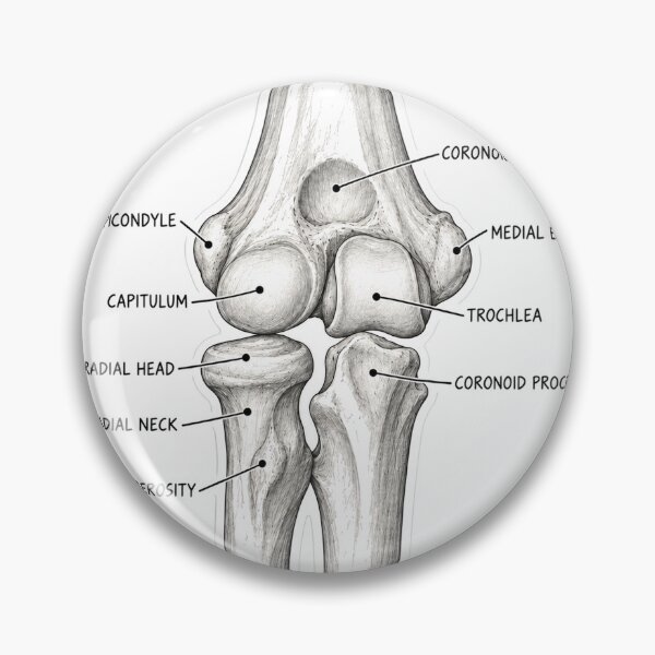 Item preview, Anatomy Elbow Forearm Physical Therapy Sticker designed and sold by isokinetic.
