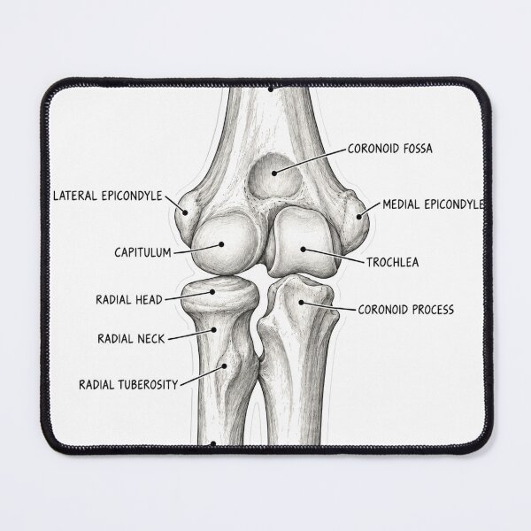 Item preview, Anatomy Elbow Forearm Physical Therapy Sticker designed and sold by isokinetic.