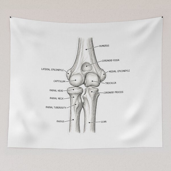 Item preview, Anatomy Elbow Forearm Physical Therapy Sticker designed and sold by isokinetic.