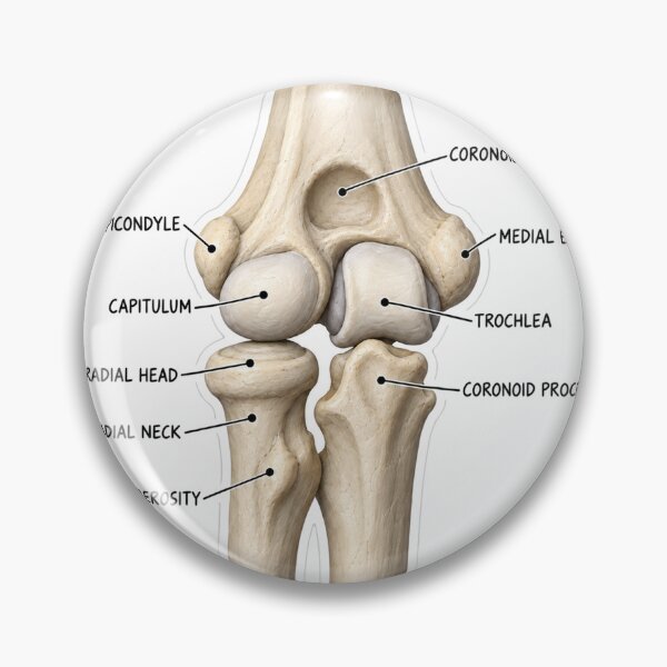 Item preview, Anatomy Elbow Forearm Clay Physical Therapy Sticker designed and sold by isokinetic.