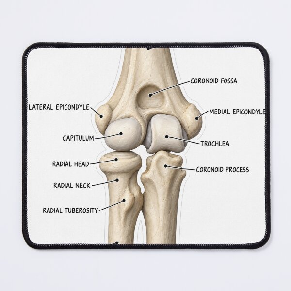 Item preview, Anatomy Elbow Forearm Clay Physical Therapy Sticker designed and sold by isokinetic.