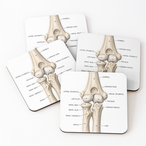 Item preview, Anatomy Elbow Forearm Clay Physical Therapy Sticker designed and sold by isokinetic.