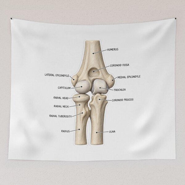 Item preview, Anatomy Elbow Forearm Clay Physical Therapy Sticker designed and sold by isokinetic.