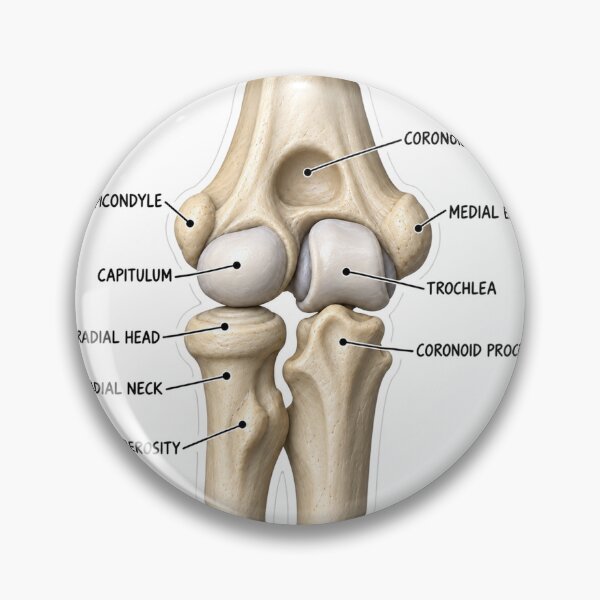 Item preview, Anatomy Elbow Forearm 3D Physical Therapy Sticker designed and sold by isokinetic.