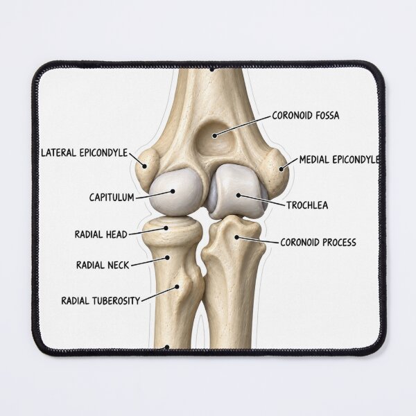 Item preview, Anatomy Elbow Forearm 3D Physical Therapy Sticker designed and sold by isokinetic.