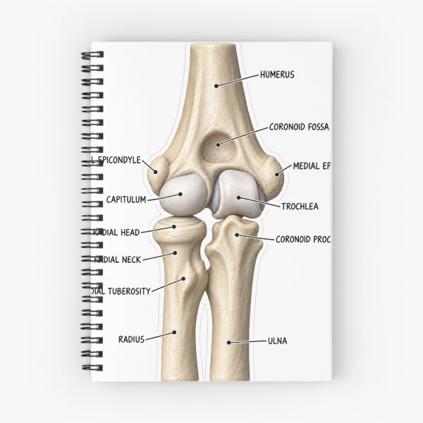 Item preview, Anatomy Elbow Forearm 3D Physical Therapy Sticker designed and sold by isokinetic.