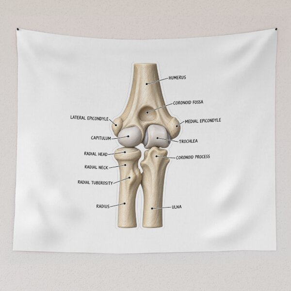 Item preview, Anatomy Elbow Forearm 3D Physical Therapy Sticker designed and sold by isokinetic.