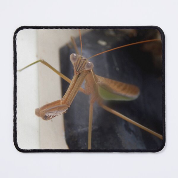 Item preview, Preying Mantis at Rest designed and sold by gistinker.