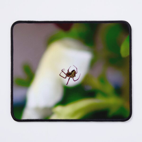 Item preview, Spider on a web designed and sold by brookelucy photos.