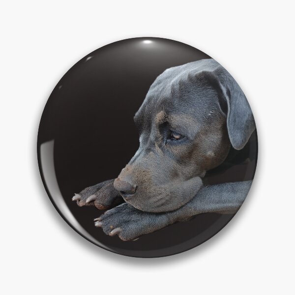 Item preview, Cane Corso Close-Up designed and sold by PicturePic.