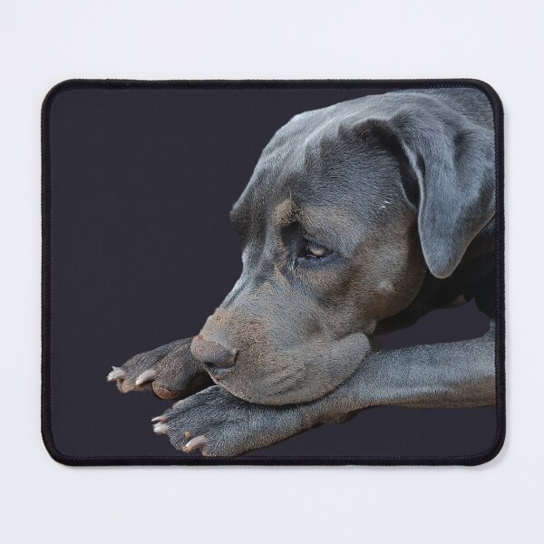 Item preview, Cane Corso Close-Up designed and sold by PicturePic.
