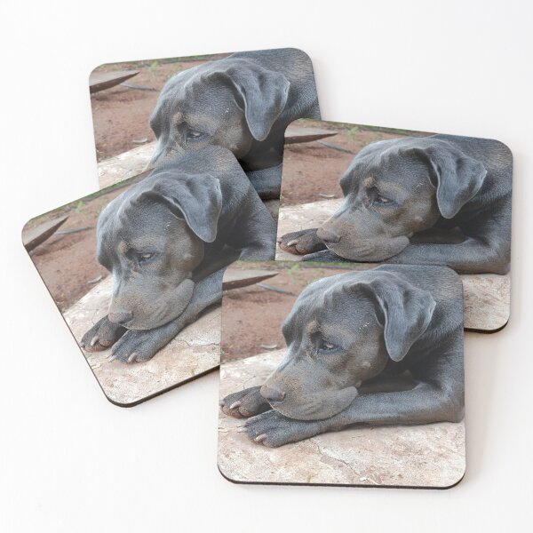 Item preview, Cane Corso Close-Up designed and sold by PicturePic.
