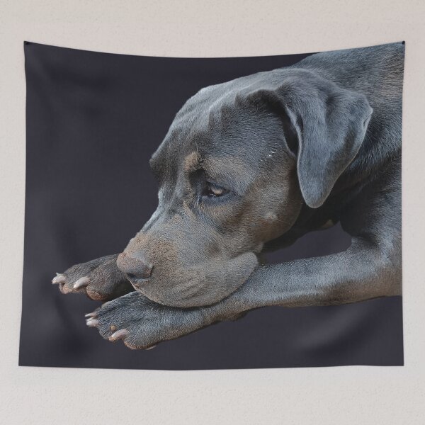 Item preview, Cane Corso Close-Up designed and sold by PicturePic.