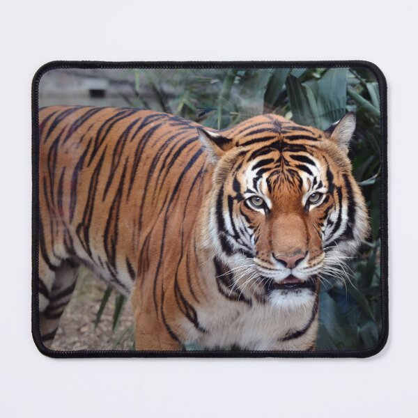 Item preview, Majestic Tiger in Lush Habitat designed and sold by Savannah Gibbs.