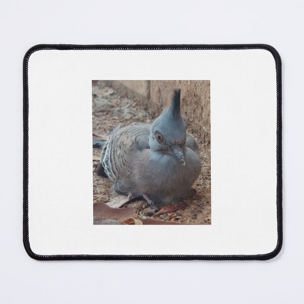 Item preview, Baby Pigeon designed and sold by CJ Art & Photography .