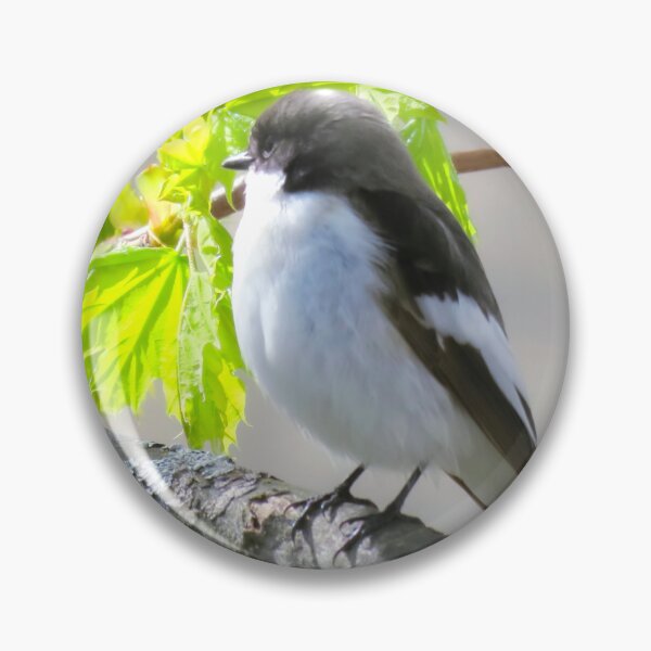 Item preview, The European Pied Flycatcher designed and sold by JonnaHurmerinta.