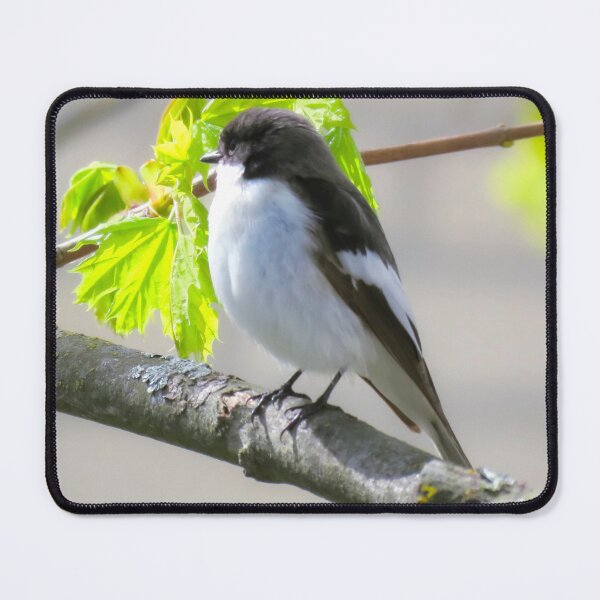 Item preview, The European Pied Flycatcher designed and sold by JonnaHurmerinta.
