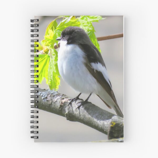 Item preview, The European Pied Flycatcher designed and sold by JonnaHurmerinta.
