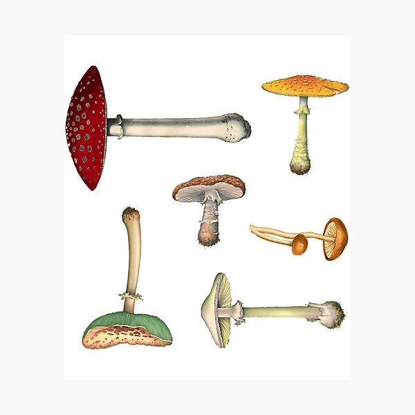 Item preview, Mushroom Medley Mini Sticker Pack designed and sold by blessedblossom-.