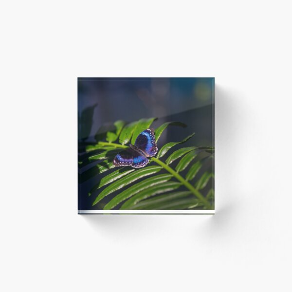 Artikelvorschau, Schmetterling mit Saphirflügeln entworfen und verkauft von Twisted Light Images.