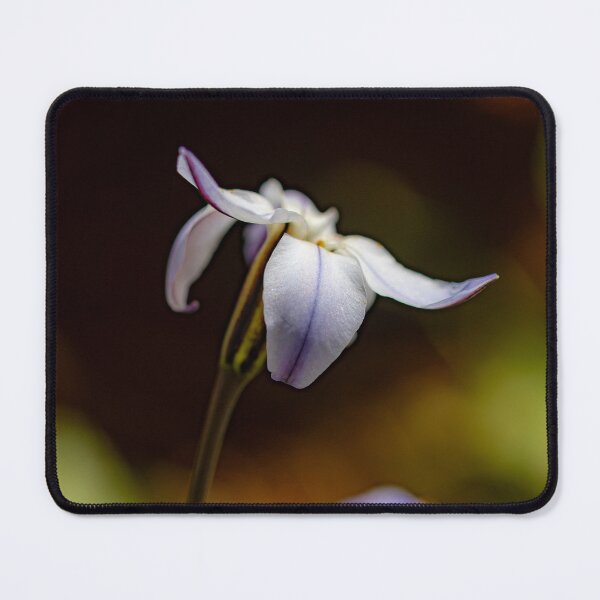 Item preview, The Petals of a Spring Star Flower designed and sold by Twisted Light Images.