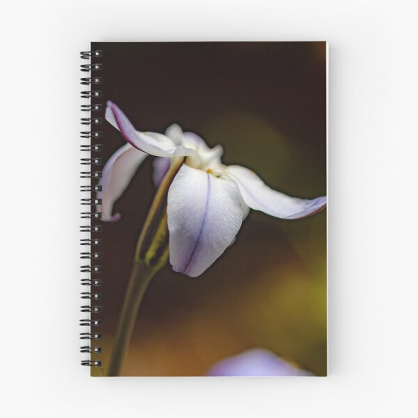 Artikelvorschau, Die Blütenblätter einer Frühlingssternblume entworfen und verkauft von Twisted Light Images.