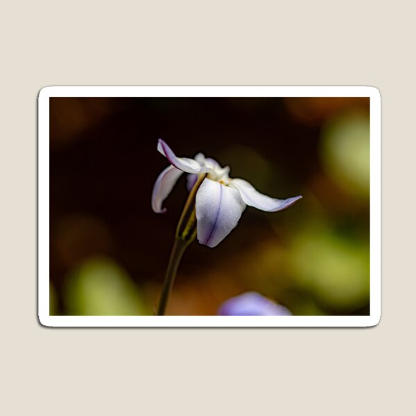 Item preview, The Petals of a Spring Star Flower designed and sold by Twisted Light Images.