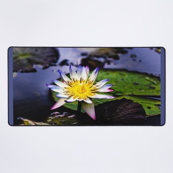 Item preview, Blue tipped Water Lily in Full Bloom designed and sold by Twisted Light Images.